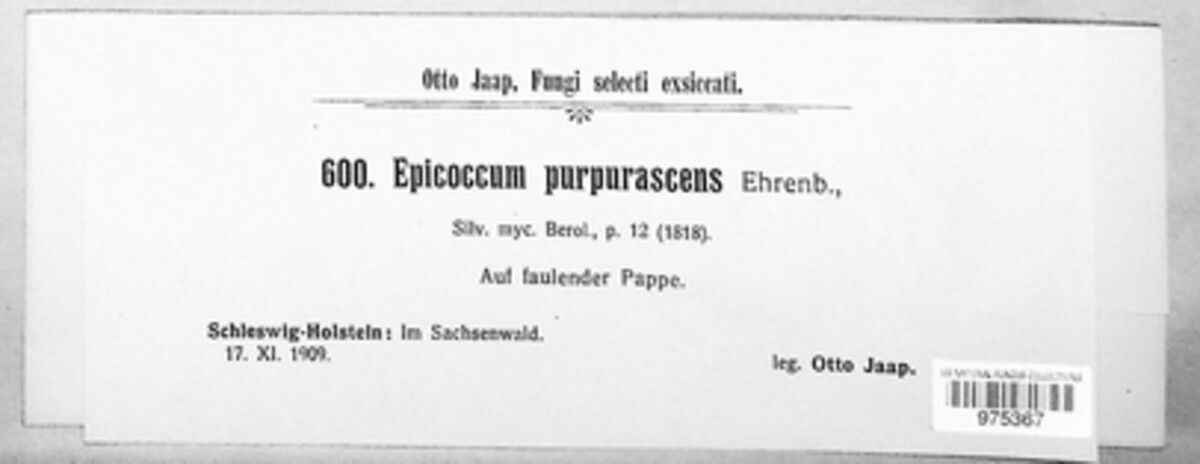 Epicoccum nigrum image